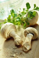 Pariser Champignons und Petersilie