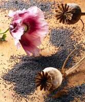A poppy and seeds