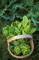 Basket of vegetables