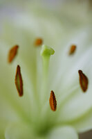 Flower, Nature