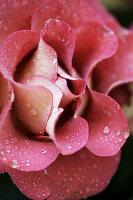 Rose mit Wassertropfen