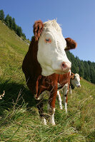 Alpine steep Meadow, Cow, Nationalpark Hohe Tauern, Salzburger Land, Austria
