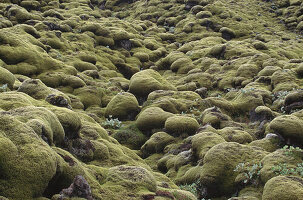 Close up of moss covering stones, Iceland