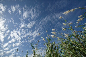 Blick auf Schilf und blauen Himmel, Big Island, Hawaii, USA