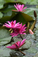 Seerosen in einem Teich im Datai Resort, Lankawi Island, Malaysia, Asien