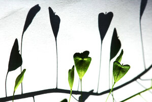 Shepherd's-purse's heart-shaped seed pods, Vienna, Austria