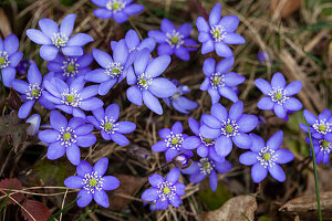 Leberblümchen blühend, Hepatica nobilis, Blume des Jahres 2013, Bayern, Deutschland