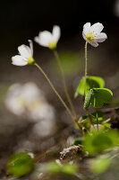 Waldsauerklee (Oxalis acetosella), Oberösterreich, Österreich