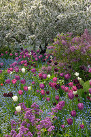 Tulpen und Frühlingsblumen in einem Blumenbeet, Hermannshof, Weinheim, Baden-Württemberg, Deutschland, Europa