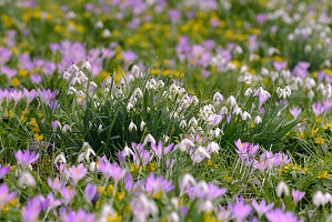 Schneeglöckchen in lila und weiss, Galanthus, Deutschland, Europa