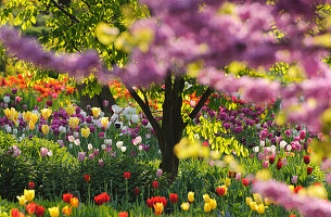 Frühlingsblumen in einem Garten, Hermannshof, Weinheim, Baden-Württemberg, Deutschland, Europa