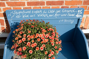 Bench with flowers, Island Fehmarn, Schleswig-Holstein, Germany