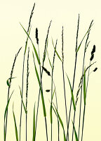 Close-up of grasses