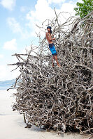 Guide on tree roostont Turtle Beach, overturned Badak tree, tour for snorkeling, Barefoot Scuba, coastal forest without palms, Northwest Coast, Havelock Island, Andaman Islands, Union Territory, India