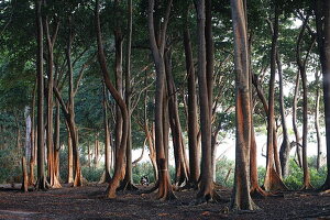 Badak Baeume, Wald grenzt unmittelbar an Beach No.7, nahe Barefoot at Havelock Resort, Havelock Island, Andaman Islands, Union Territory, India