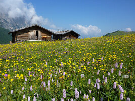 Blooming alpine meadow on Seiser Alp, Schlern, Dolomites, South Tyrol, Italy