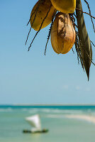 Coconuts hanging from palm at beach