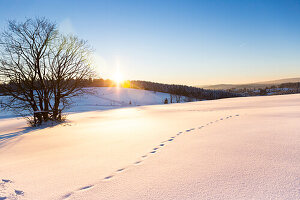 Winter landscape at sunset, tracks in the snow, new fallen snow, mountains, forest, Harz, Sankt Andreasberg, Lower Saxony, Germany