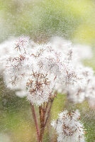Dandelion seeds in Summer rain, sprinkles, Garden, Oberstdorf, Oberallgaeu, Germany