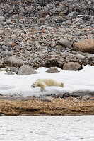 Schlafender Eisbär auf der Insel Phippsøya vor Jagdhütte Spitzbergen, Svalbard