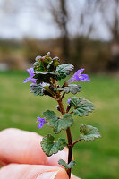 Wild Herb Walk, Showing Ground Ivy