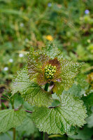 Blütenknospen der Knoblauchsrauke