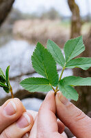 Wild Herb Walk, Demonstration of the Leaves of Ground Elder or Ashweed, Germany, Europe