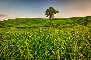 Baum, Rastorf, Schwentinental, Schleswig Holstein, Deutschland