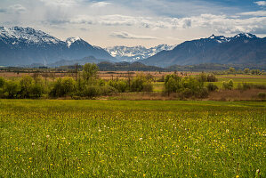 Frühling im Murnauer Moos mit Blick auf Karwendel-, Wetterstein- und Ammergebirge, Grafenaschau, Oberbayern, Deutschland