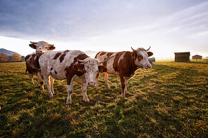 Bull and calf in the warm evening light on the pasture in the Chiemgau