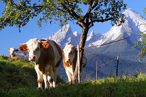 drei Kälber weiden unter einem Birnbaum im Berchtesgadener Land, im Hintergrund das Watzmann-Massiv