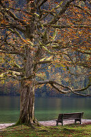 Baum und Bank am Ufer des Königssee, Bayern, Deutschland