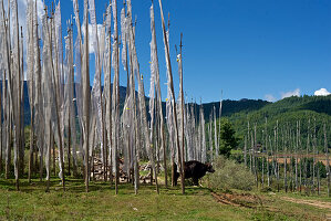 Yak zwischen Gebetsfahnen, Bumthang Tal, Bhutan, Himalaya, Asien