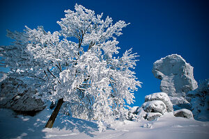 Trees in Ogrodzieniec medieval castle, Silesian Voivodeship in Poland, Europe