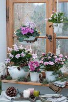 Christmas cactus 'Witte Eva', room azaleas and African violets on the window, conifer branches and cones as decoration