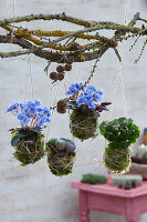 African violets, Christmas cactus and echeveria as Kokedama in moss on a branch