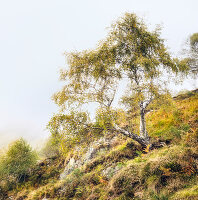 Birch forest at Trarego, Viggiona, Cannero, Piedmont, Italy