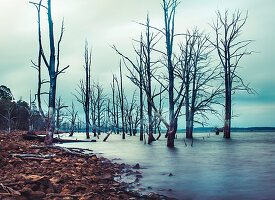 Dead trees in the drowned forest at Arthurs Lake, Tasmania