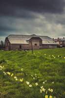 Historic Barn with daffodils near Liffey, Tasmania