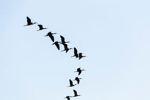 Brown ibis (Plegadis falcinellus) flying in the Danube Delta, Tulcea, Romania.
