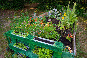 Raised bed with herbs, homemade with herbs from your own garden