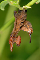 Raupe der Hummermotte (Stauropus fagi), getarnt als totes Blatt in Pembrokeshire, Wales, Großbritannien
