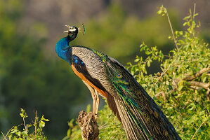 Male Peacock (Pavo cristatus) calling at dawn in Yala West National  Park, Sri Lanka.