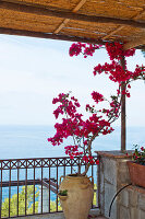 Bougainvillea auf einer Terrasse mit Blick auf das Meer in Capri, Italien