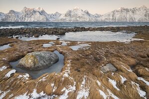 Dry grass covered by snow and ice and in background the snowy peaks at dawn, Djupvik, Lyngen Alps, Tromsø, Norway Europe