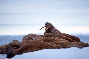 Russia, Chukotka autonomous district, Wrangel island, Pack ice, Pacific walrus (Odobenus rosmarus divergens), resting on ice floe 