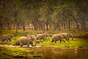 Sambia, Zambezi National Park, afrikanischer Elefant (Loxodonta africana) überquert die Sümpfe