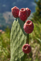 Kaktus mit Früchten
