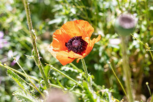 Turkish poppy, Papaver orientale, flower;