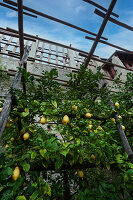 Die berühmten Zitronenhäuser von Limone sul Garda, die hervorragende Zitronen produzieren, Provinz Brescia, Oberitalien, Italien